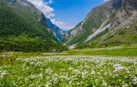 valley-of-flowers