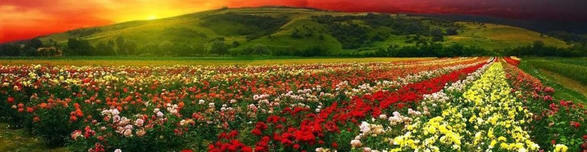 valley-of-flowers