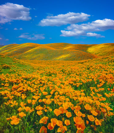valley-of-flowers